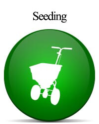 Seeding