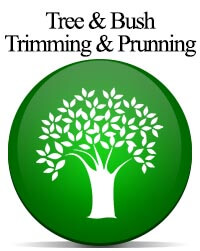 Tree & Bush Trimming & Prunning