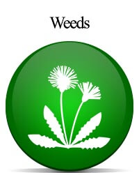 Weeds