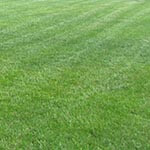 Cut Grass