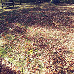 Fall Clean Up Leaves