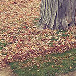 Leaf Raking and Removal