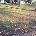 Spring Lawn Clean Up