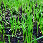 Sprouted Grass